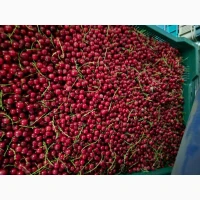 Продам порічку червону