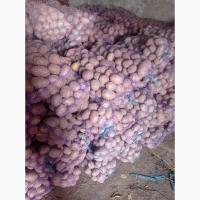 Продам товарный картофель, сорту Белла Росса