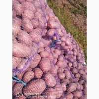 Продам товарный картофель, сорту Белла Росса