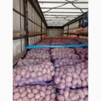 Продам товарный картофель, сорту Белла Росса