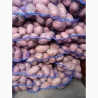 Продам товарный картофель, сорту Белла Росса