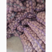 Продам товарный картофель, сорту Белла Росса