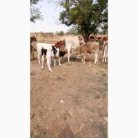Продам телят