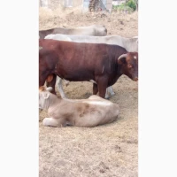 Продам телят