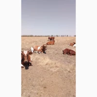Продам телят