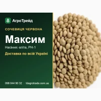 Сортове насіння червоної сочевиці Максим