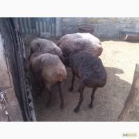 Продам курдючих овец 1.5-2 г.ярок 6-7 месяцов. баранов 6-7м.детальней по тел
