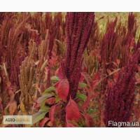 Амарант Атлант