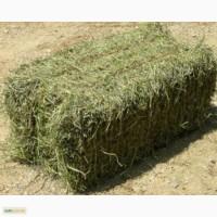 Продам сено эспарцет и сено костер