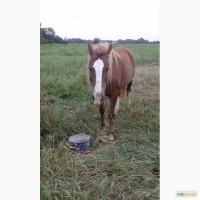 Продам коня-кобилу. 10років