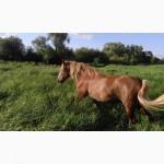 Продам коня-кобилу. 10років