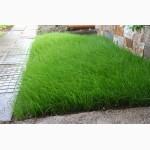 Райграс пастбищный многоукосный