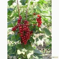 Смородина чорна, порічки