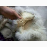 Шкура песца