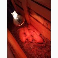 Поросята ландрас