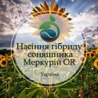 Подсолнух МЕРКУРИЙ ОР (Екстра) соняшник Меркурій ОР