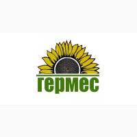 Подсолнух МЕРКУРИЙ ОР (Екстра) соняшник Меркурій ОР