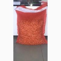 Цибуля сіянка (Лук севок)