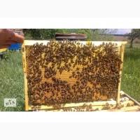Продам 30+ пчелопакетов 4р расплода торг
