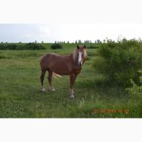 Продам жеребця