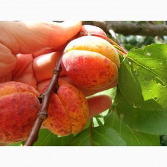 Продам саджанець Абрикос садовий урожайний