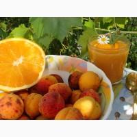 Продам саджанець Абрикос садовий урожайний