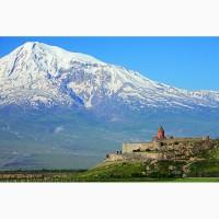 Продам саджанець Абрикос садовий урожайний