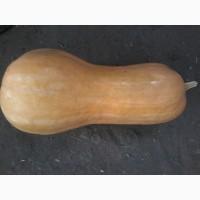 Продам тыкву