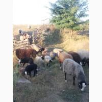 Продам домашние бараны, ярки, ягнята романовской породы, мясо баранины