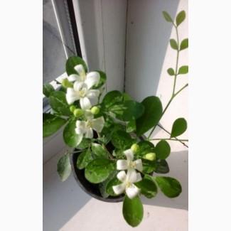 Мурайя Метельчатая, подарок на Новый Год, комнатные растения