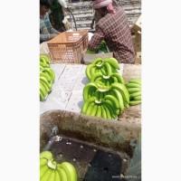 Продам бананы от Эквадорского поставщика с 20 тонн. Банан в Украине
