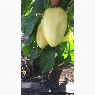 Продам перец, сорт Амми, Белозерка