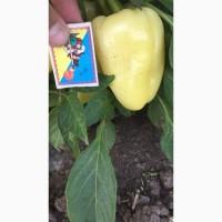 Продам перец, сорт Амми, Белозерка