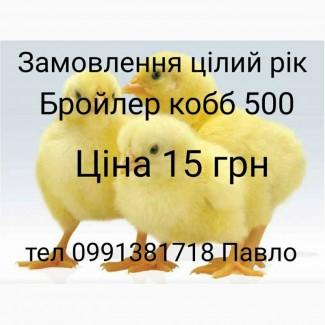 Добовий бройлер кобб 500. Суточний