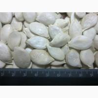 Совместное выращивание тыквы на семена