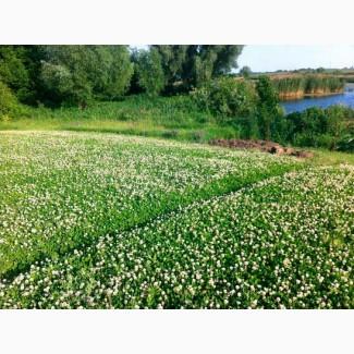 Продаємо насіння Конюшини Білої Декоративної