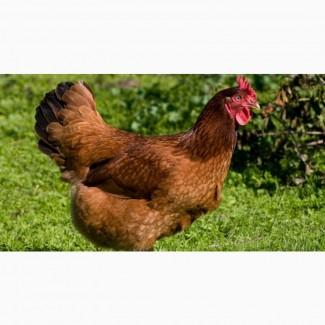 Яйца в инкубаторы