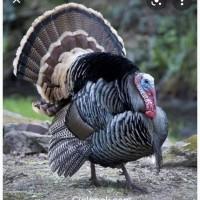 Індик широкогрудий БРОНЗОВИЙ