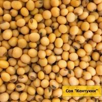 Продам насіння сої сорту Кентуккі 1-Р
