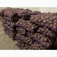 Картопля (обмін)