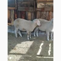 Продам Барана крос мереноландшаф