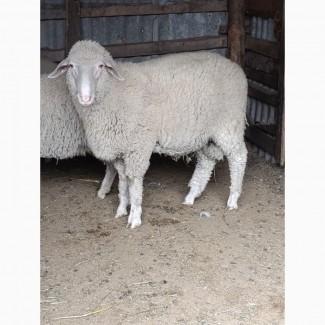 Продам Барана крос мереноландшаф