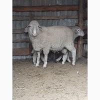 Продам Барана крос мереноландшаф