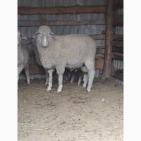 Продам Барана крос мереноландшаф