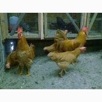 Леггорн палевий, золото, куріпчастий. Кури, курчата, яйце інкубаційне