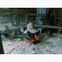 Леггорн палевий, золото, куріпчастий. Кури, курчата, яйце інкубаційне