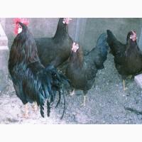 Леггорн палевий, золото, куріпчастий. Кури, курчата, яйце інкубаційне