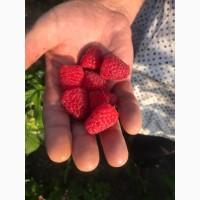 Продам малину