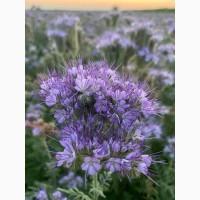 Продам семена медоносов фацелия, донник, синяк