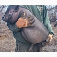 Продам в#039;єтнамських поросят